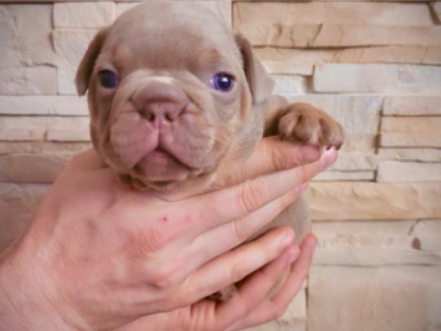 Französische Bulldogge Welpen in besonders seltenen Farben Isabella Cherry Tan und Isabella Pied - 1