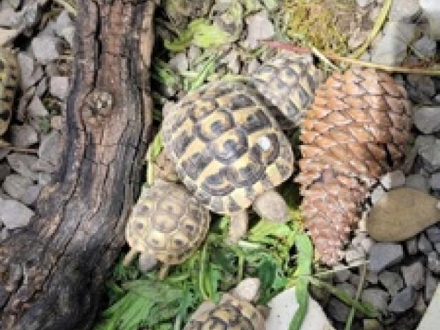 Griechische Landschildkröte, Schildkröte, Testudo hermanni beottgerie THB, Schlupfjahr 2024 - 1