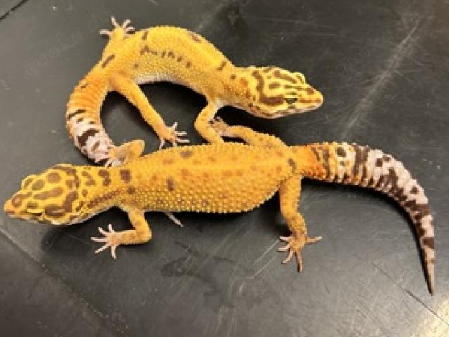 0,2 Leopardgecko Afghan Emerine Tremper Albino - 1