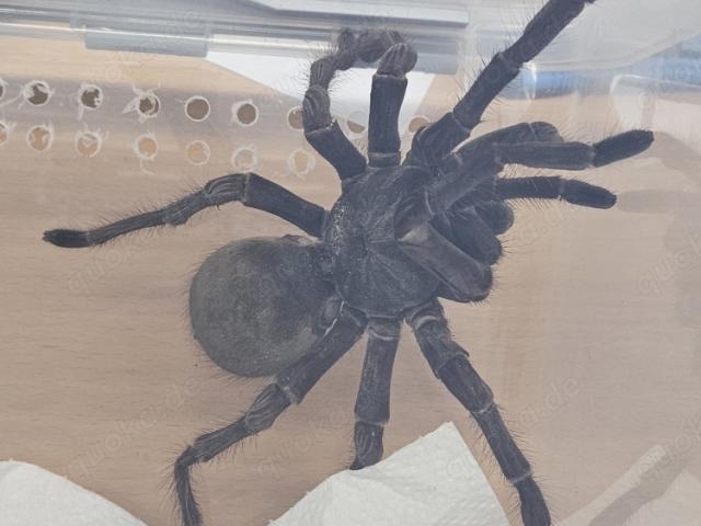 Theraphosa Stirmi - 1