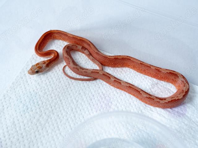 1.0 Hypo Diffused Motley Pied Kornnatter - 1