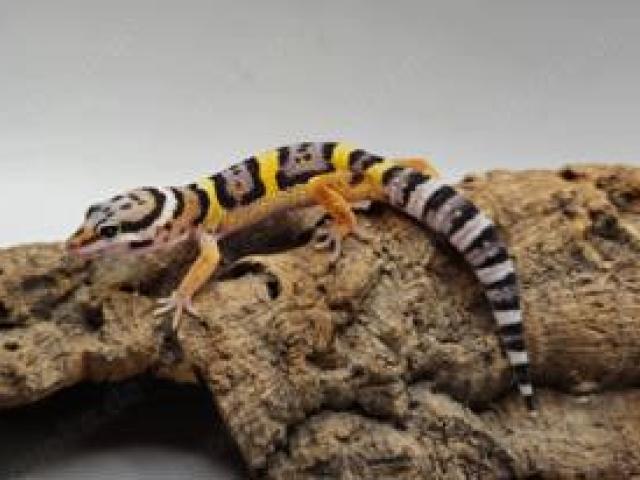 Wunderschöne super zahme Leopardgecko Weibchen 2023 0.1 super zahm - 1