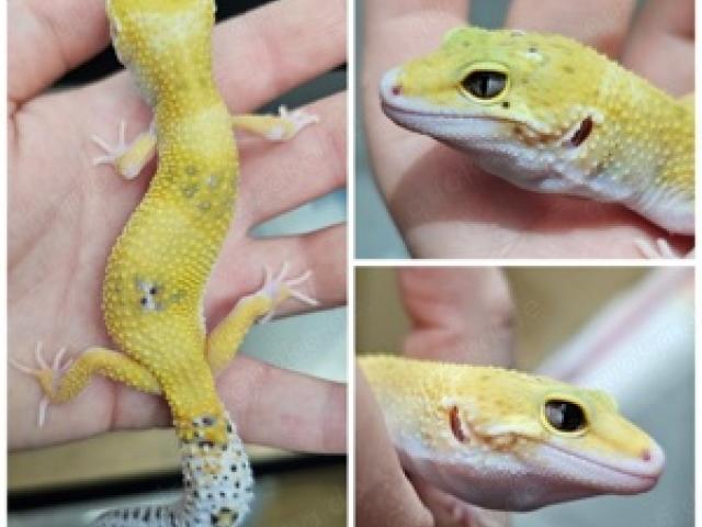 0.1 Leopardgecko Eclipse ph.  Tremper - 1